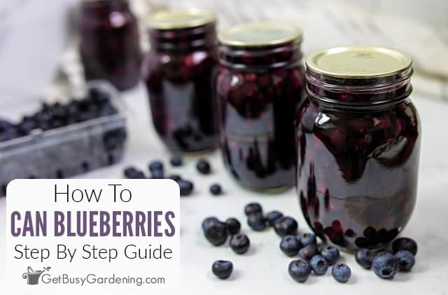 Canning Blueberries: Easy Recipe