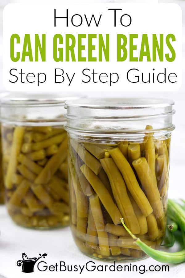 How To Can Green Beans Step By Step Guide