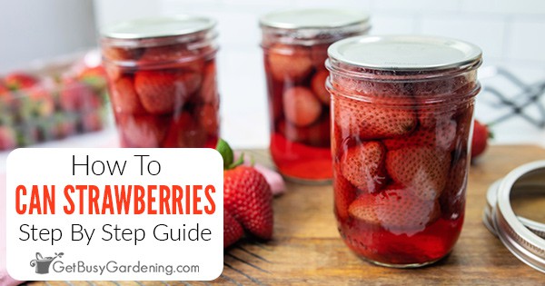 Canning Strawberries The Complete How To Guide