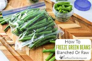 Freezing Green Beans With Or Without Blanching