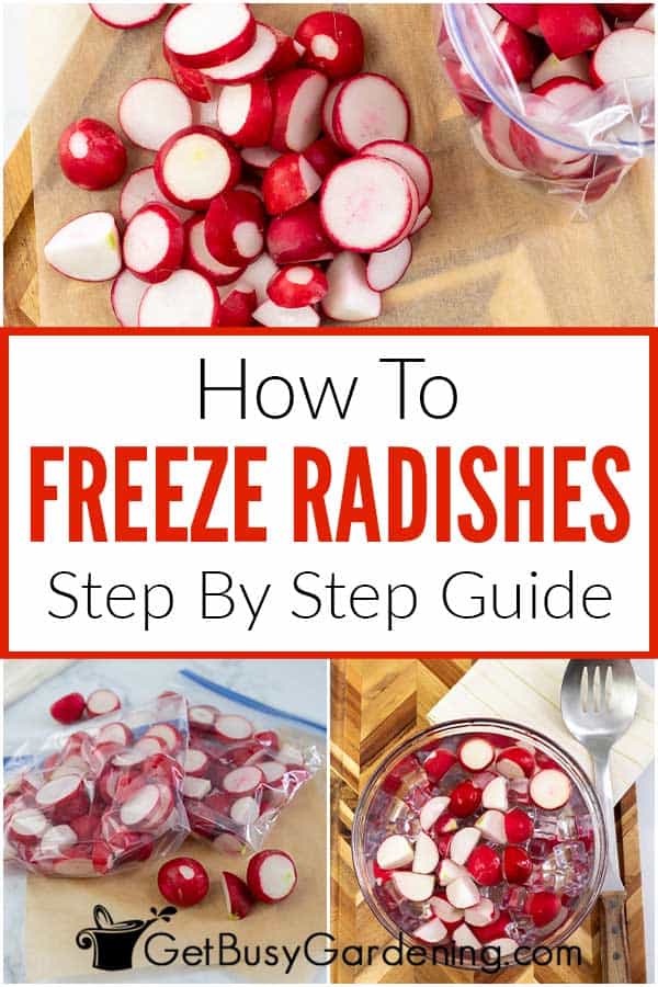 How To Freeze Radishes Step By Step Guide