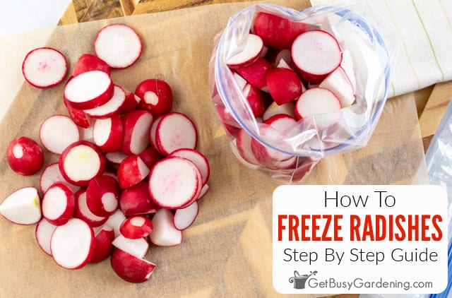 How To Freeze Radishes The Right Way