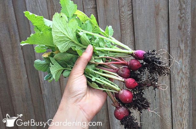 Freshly harvested radishes