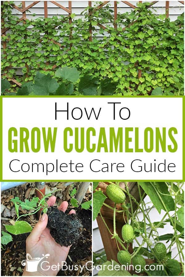How To Grow Cucamelons Complete Care Guide