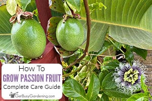 How To Grow Passion Fruit At Home