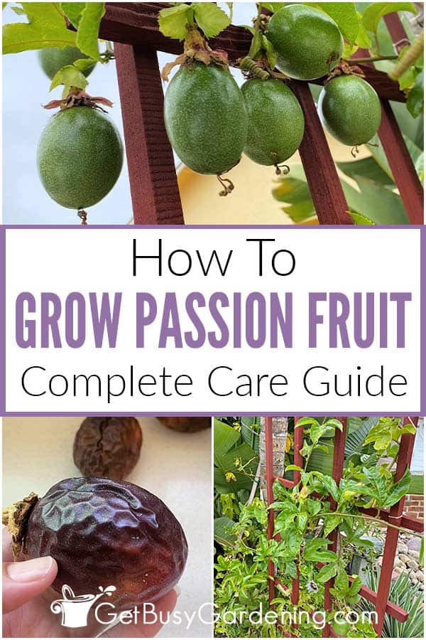 How To Grow Passion Fruit Complete Care Guide
