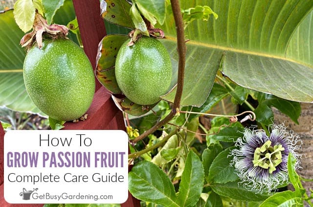 How To Grow Passion Fruit At Home