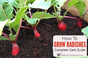How To Grow Radishes At Home