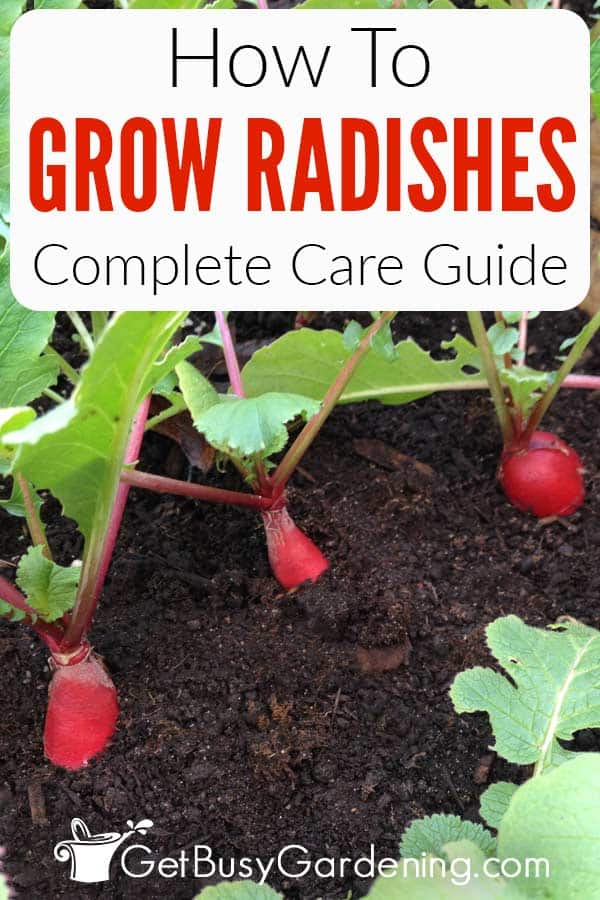 How To Grow Radishes Complete Care Guide