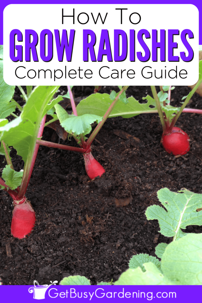 How To Grow Radishes Complete Care Guide
