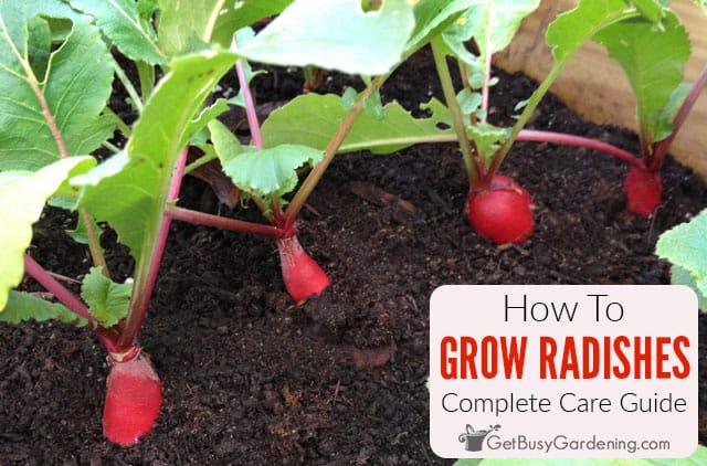 Growing Radishes in a Home Garden