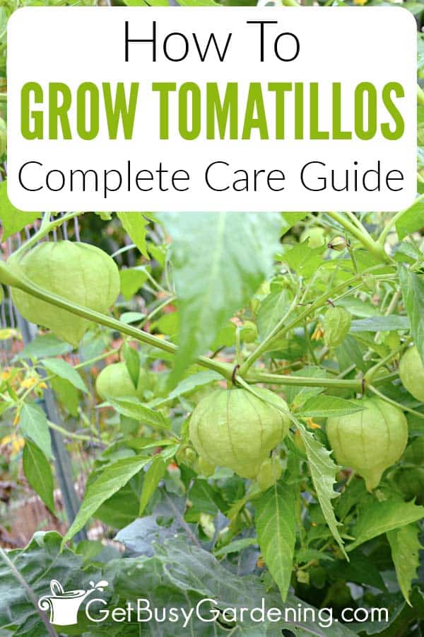 How To Grow Tomatillos Complete Care Guide