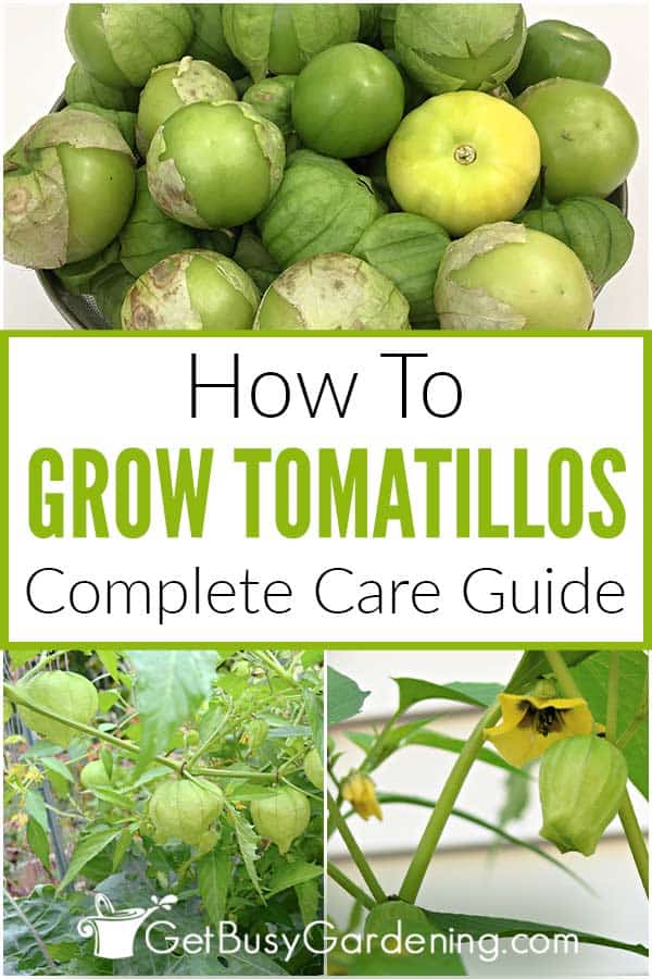 How To Grow Tomatillos Complete Care Guide