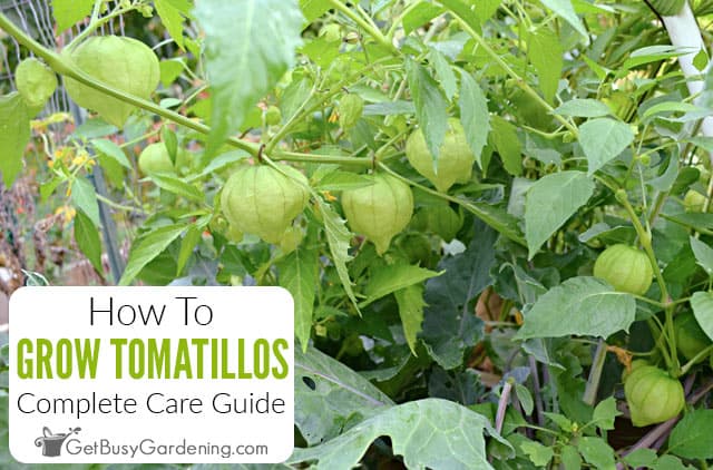 How To Grow Tomatillos At Home