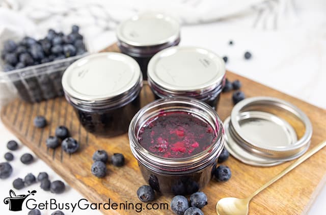 Jars of blueberry jelly ready to enjoy