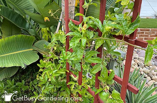 Mature passion fruit plant growing in a garden