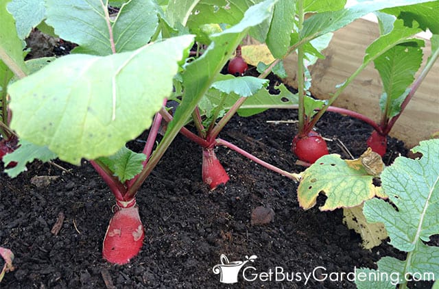 Mature radishes ready to pick