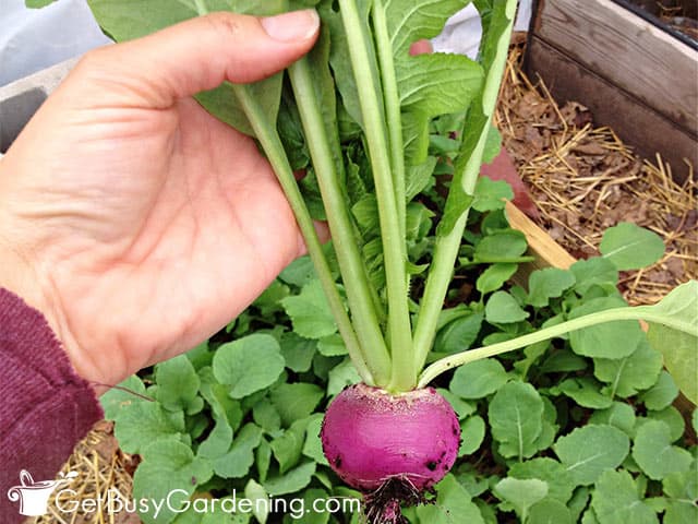 My first radish of the growing season