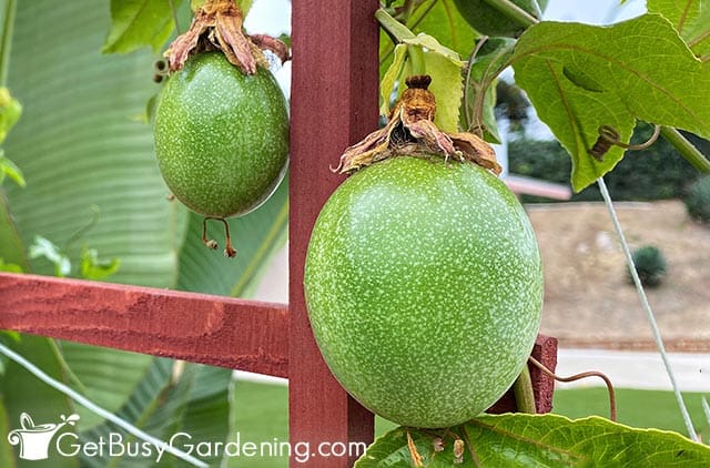 Passion fruit plant starting to produce