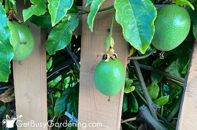 Passion fruits hanging from the plant