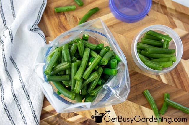 Placing cut green beans into freezer bags