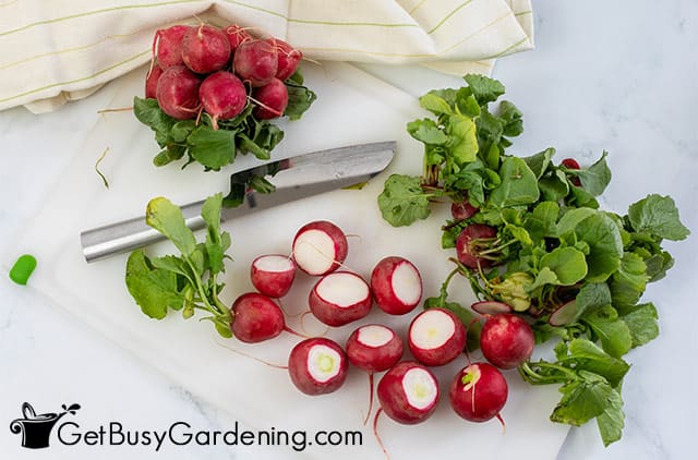 Preparing radishes for freezing