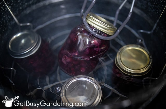 Putting a jar of blueberries into the canner