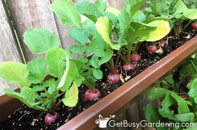 Radishes growing in a container