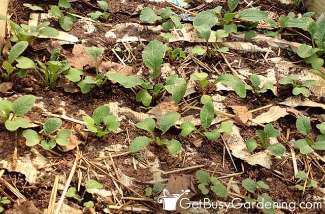 Radishes starting to grow