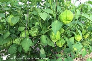 Semi di Tomatillo Purple di Sativa Rheinau Semi di Tomatillo Purple di Sativa Rheinau