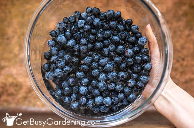 Washing blueberries before making jelly