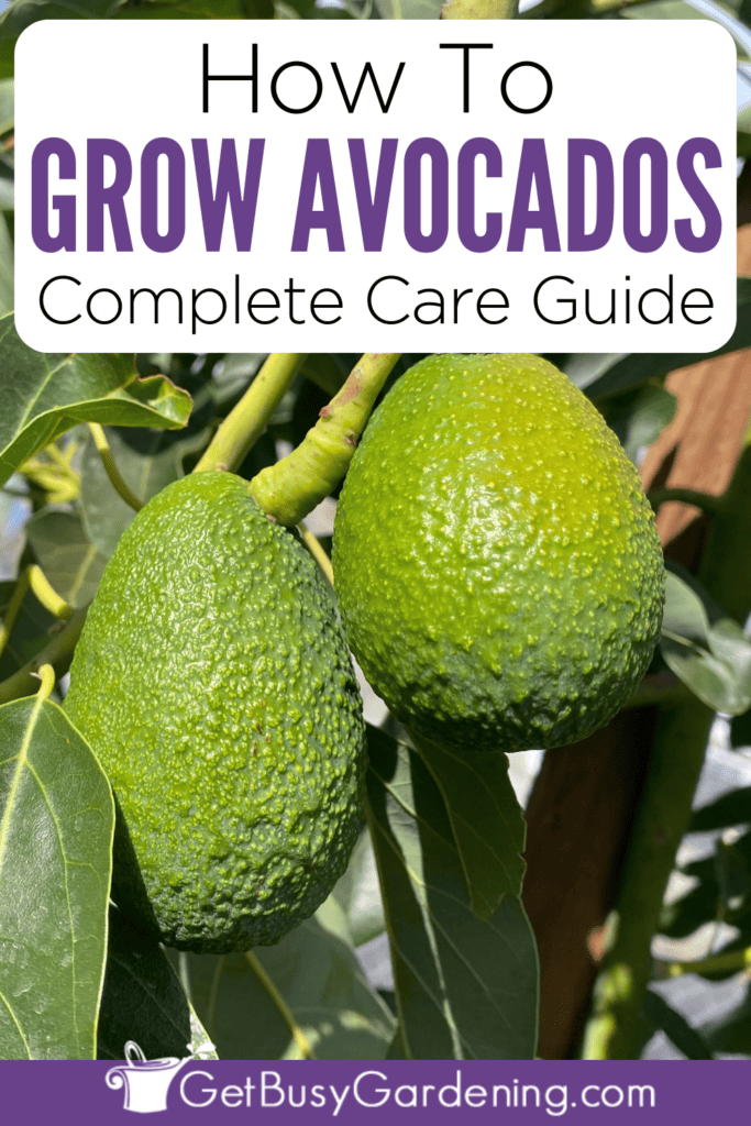 How To Grow Avocados Complete Care Guide
