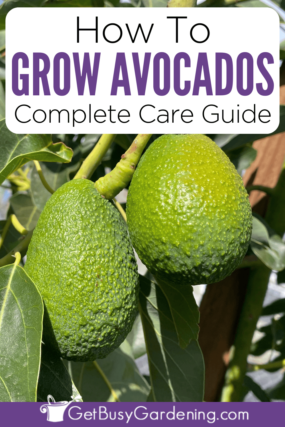 Avocado Tree Care & Complete Growing Guide