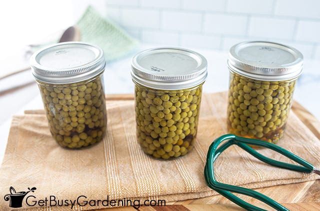 Canned peas cooling after processing
