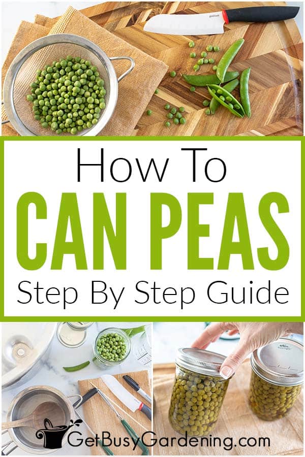 How To Can Peas Step By Step Guide