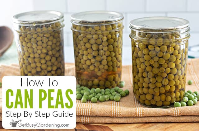 https://getbusygardening.com/wp-content/uploads/2023/04/canning-peas.jpg