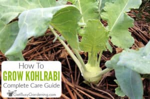 Growing Kohlrabi - The Complete How To Guide
