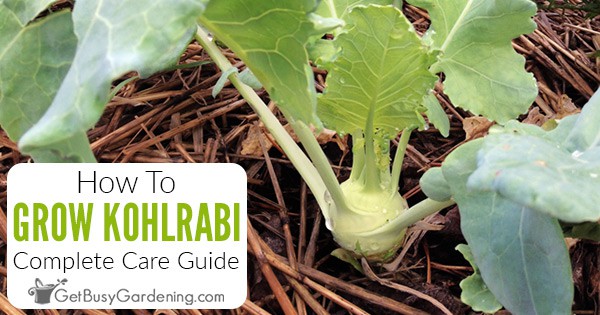 Growing Kohlrabi - The Complete How To Guide