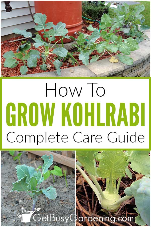 How To Grow Kohlrabi Complete Care Guide