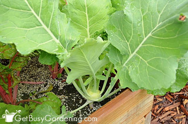 Growing kohlrabi in a container