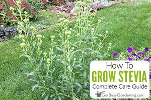 How To Grow Stevia At Home