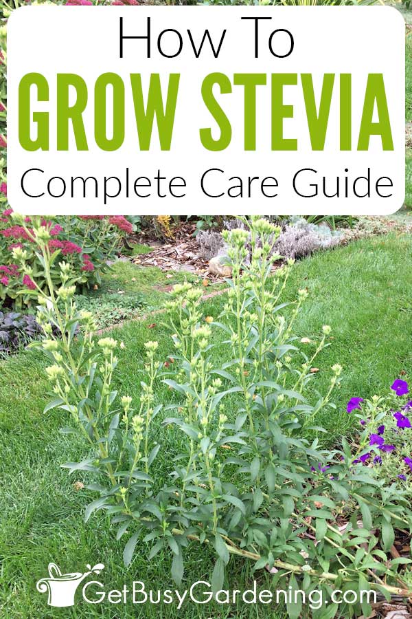 How To Grow Stevia Complete Care Guide