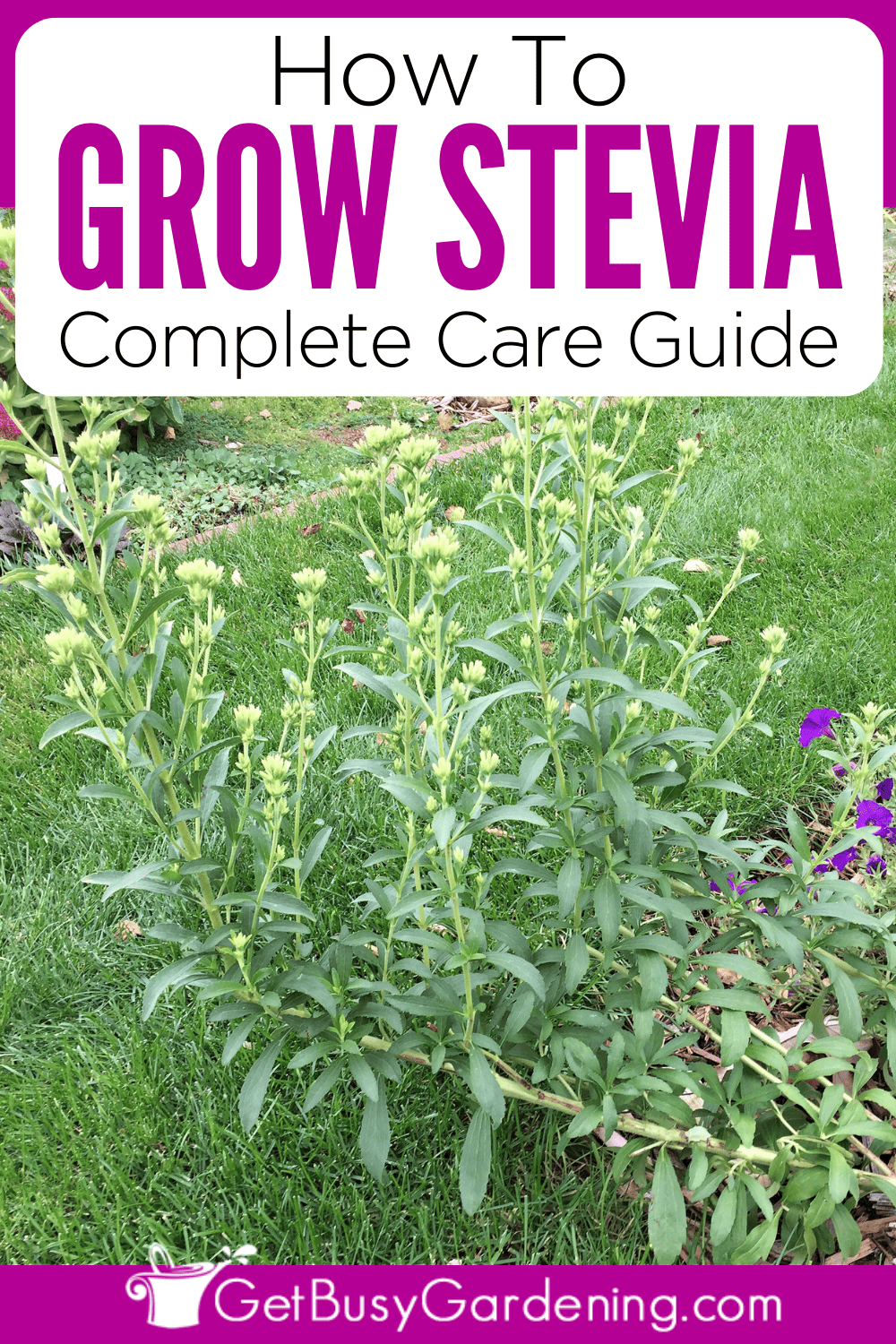 Growing Stevia Complete How To Care Guide