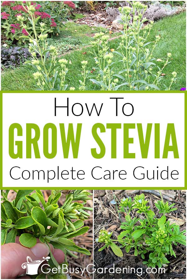 How To Grow Stevia Complete Care Guide