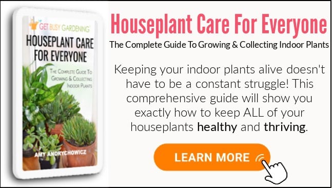 Houseplant Care eBook Banner Ad