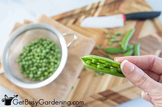 Hulling peas before canning