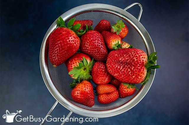 Rinsing strawberries before making jelly
