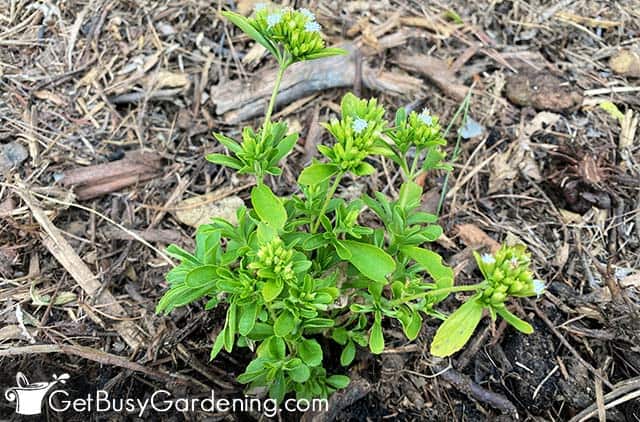 Small stevia plant growing in the ground