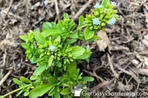 Growing Stevia: Complete How To Care Guide