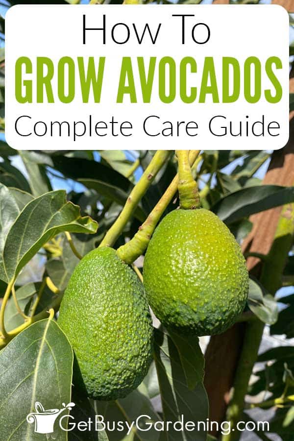 How To Grow Avocados Complete Care Guide